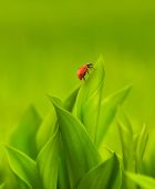 The Lonely Ladybug